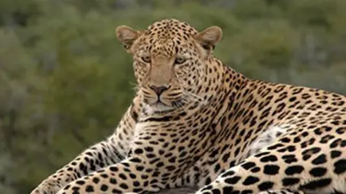 Insaisissable léopard