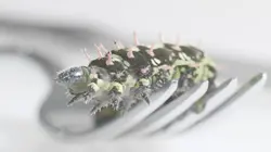 Insectes à la carte