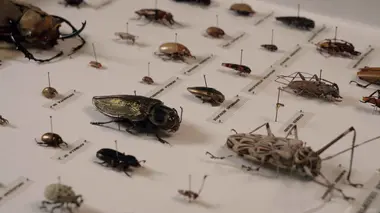 Insectes, la sixième extinction massive ?
