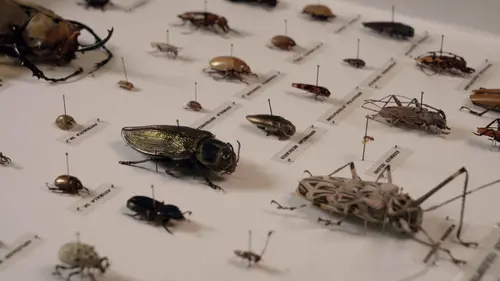 Insectes, la sixième extinction massive ?