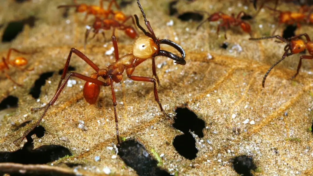 Insectes rampants Les prédateurs redoutables