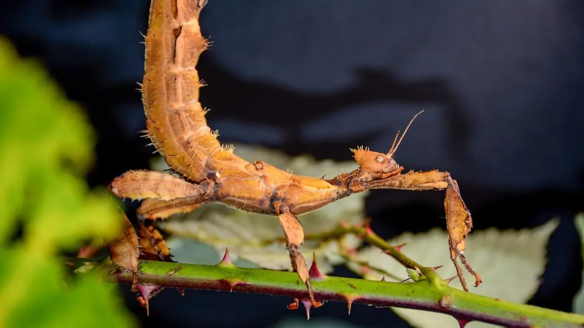 Insectes rampants Les prédateurs féroces