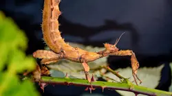 Insectes rampants Les prédateurs féroces