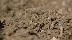 Insecticide, comment l'agrochimie a tué les insectes