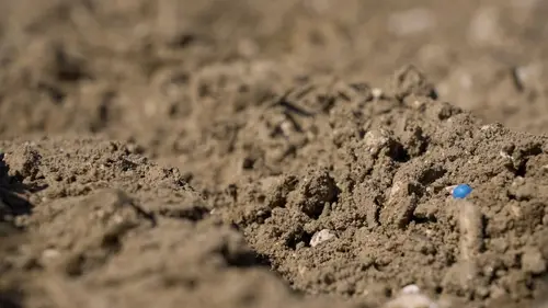 Insecticide, comment l'agrochimie a tué les insectes