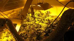 Inside : l'univers des drogues Monarchie narcotique