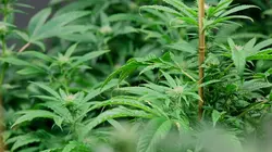 Inside : l'univers des drogues Le buzz de Boston