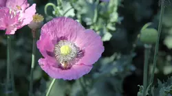 Inside : l'univers des drogues Hardcore héroïne