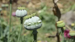 Inside : l'univers des drogues Hardcore héroïne