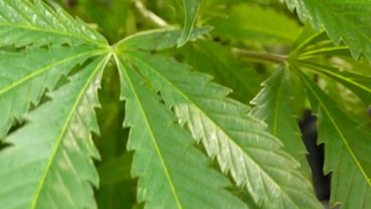 Inside : Medical Marijuana