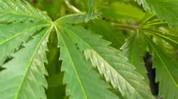 Inside : Medical Marijuana