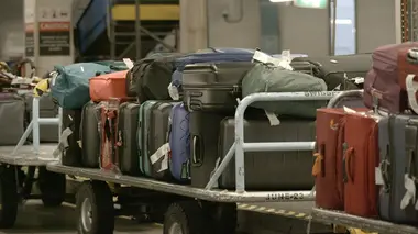 Un kangourou à l'aéroport