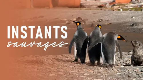 Instants sauvages E06 Rencontres inattendues