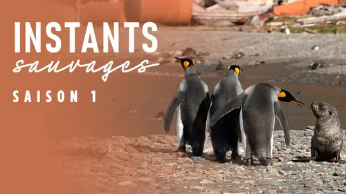 Instants sauvages S01E01 Emotions fortes