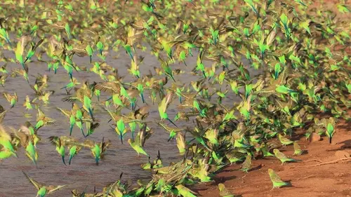 Instants sauvages S01E02 Etranges créatures