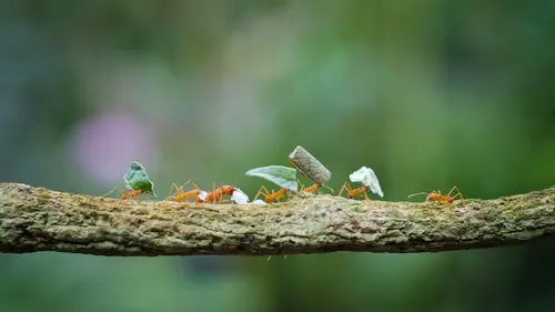 Instants sauvages E07 Rencontres inattendues