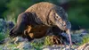 Instinct primaire : 60 jours pour survivre