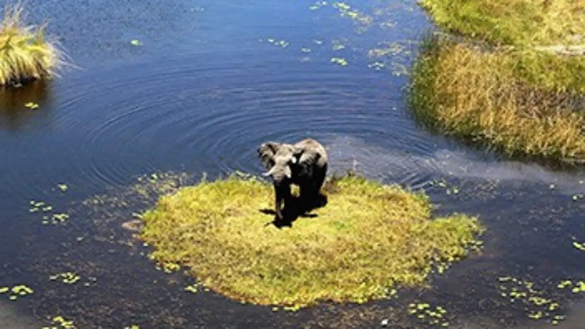 Instinct sauvage E02 Botswana : le grand rassemblement des éléphants