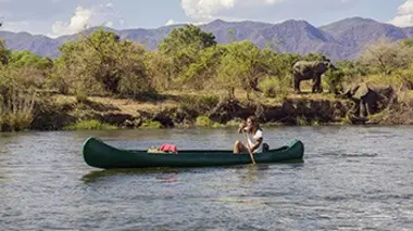 Zambie : le secret des chauves-souris