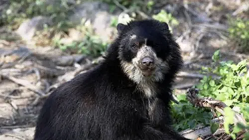 Instinct sauvage S03E03 Pérou : le repaire de l'ours à lunettes