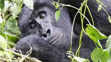 Ouganda : les géants au dos d'argent