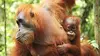Sumatra : orangs-outans, le peuple de la jungle