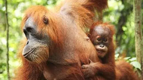 Instinct sauvage E02 Sumatra : orangs-outans, le peuple de la jungle