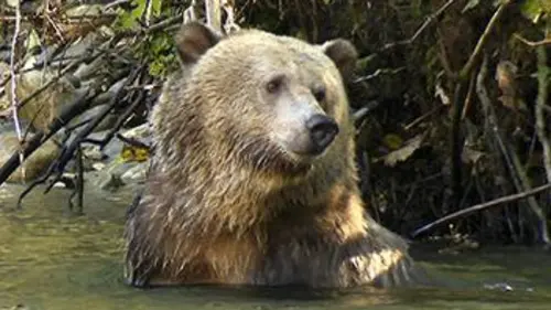 Instinct sauvage S03E02 Colombie-Britannique : face aux grizzlys