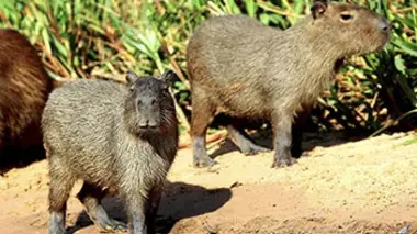 Instinct sauvage S03E01 Brésil : les seigneurs du Pantanal