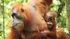 Instinct sauvage E02 Sumatra : orangs-outans, le peuple de la jungle