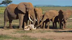 Visuel de Intelligence animale