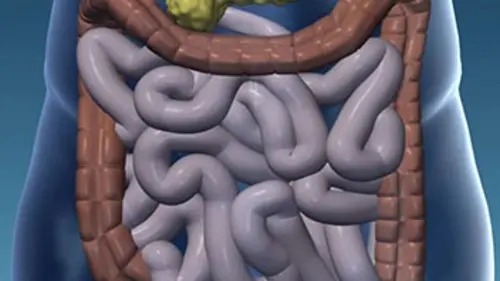 Intestin, le tube du siècle