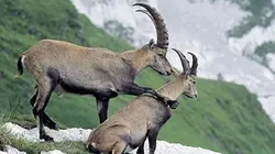 Visuel de Into the French Wild