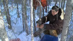 Into The Wild : Alaska Course à la fourrure