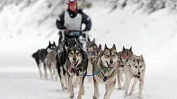 Into the Wild: Alaska S02E10 Invasion de loups