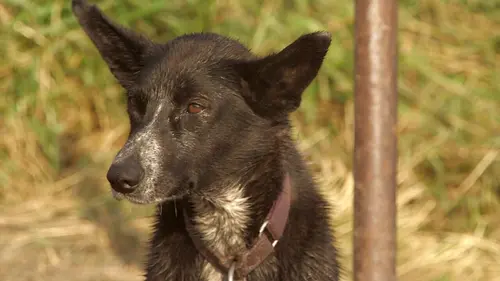 Into The Wild : Alaska Chasse hivernale