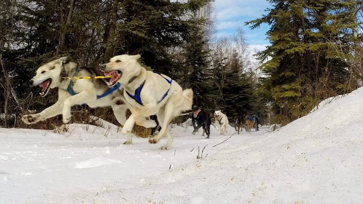 Into The Wild : Alaska Première course de la saison