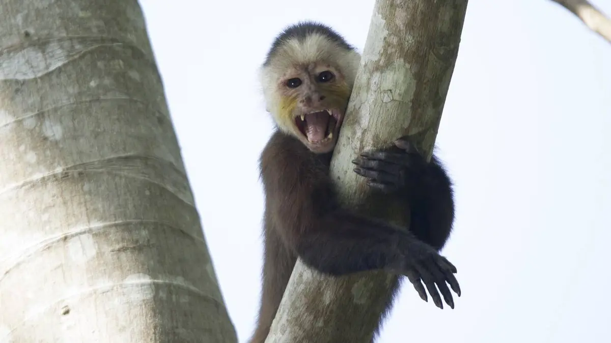 Into the Wild : Colombia E01 Vie de famille chez les sapajous capucin