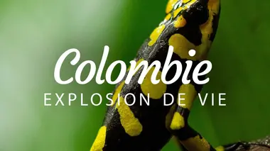 Into the Wild : Colombia E02 Le périple du colibri
