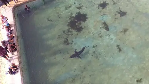 Invasion de requins