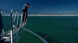 Invasion de requins au Cape Cod