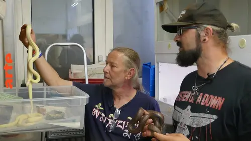 Invasion de serpents : Cauchemar aux Canaries