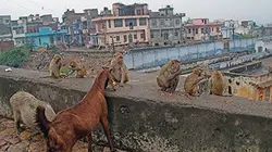 Visuel de Invasions animales