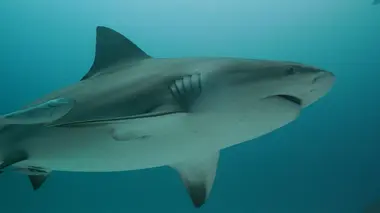 Du grabuge dans le Golfe