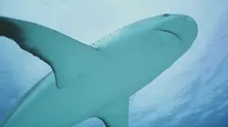 Visuel de Investigation Shark Attack