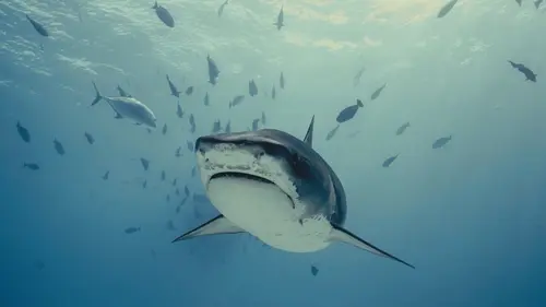 Investigation Shark Attack Des tigres à Hawaï