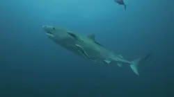 Visuel de Investigation Shark Attack