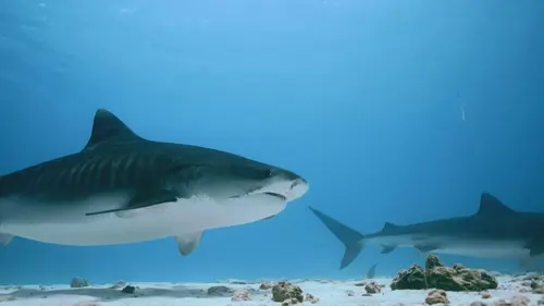 Investigation Shark Attack