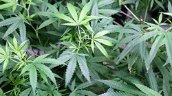 Investigatiôns Le business de la drogue