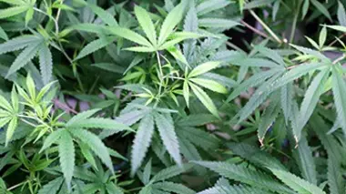 Le business de la drogue